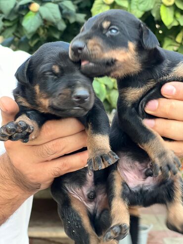 pomeranian satilir: Doberman, 1 ay, Erkek, Ünvandan götürmə