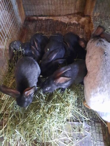 Кролики: Крольчата Серебро, возраст 1,5 месяца (45 дней)