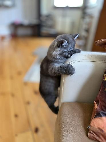 cins pisik cutlesdirme: Tüstü-boz rəngli, uzun və qalın tüklü balaca pişik. Yumru sifət, iri — 3