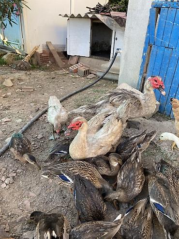 akvarium az: Dişi, | Lal ördək, Damazlıq — 1