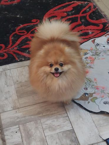kupujem prodajem pomeranac: Pomeranian Star renomirana odgajivačnica pomeranaca iz Beograda je — 4