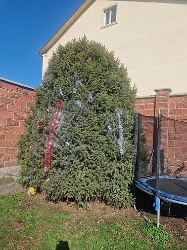 Спил деревьев, заготовка дров: Обрезка деревьев!!! Сезонная обрезка плодовых деревьев!!! Зима — 28