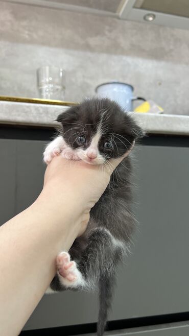 шотландская кошка шиншилла: Скотиш Фолд (Шотландская вислоухая), 1 месяц, Мальчик, Метис