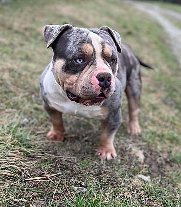 doberman cena: American bully pocket zenka crne boje Bea i plavi tri color Merle — 2