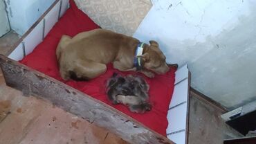 İtlər: Pitbul, 1 ay, Erkek, Ünvandan götürmə