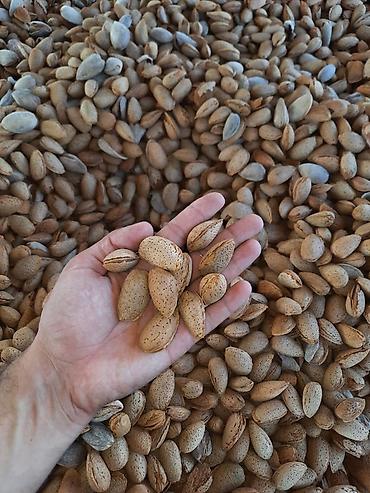 Продукты питания: Məhsul: qabıqlı badam (təbii qabığında) Təsvir: - Təbii qabığında — 2
