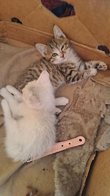 котята отдам в хорошие руки: Котёнок полосатый (табби) - Окрас: коричнево-серый тигровый табби с — 6