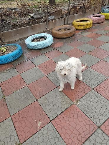 Продажа собак: 7 месяцев, Самец at lalafo.kg — 5 Продажа собак: 7 месяцев, Самец — 5