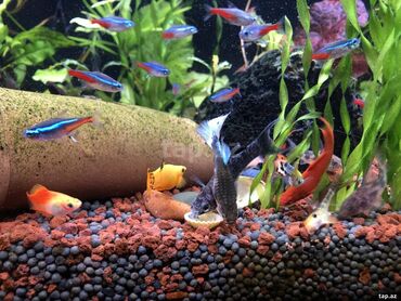 сколько стоят маленькие собаки: Akvariumumda müxtəlif balıqlar var. Bəzilərini satıram. Black molly
