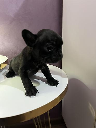 Psi: Francuski buldog – štenad - Rasa: Francuski buldog (kompaktno telo — 5