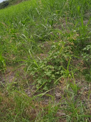 Torpaq sahələrinin satışı: 36 sot, Kənd təsərrüfatı, Kupça (Çıxarış) — 22