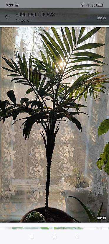 Другие комнатные растения: Комнатные растения — набор 1) Пальма комнатная (вероятно — 1