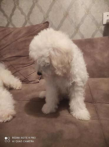 İtlər: Pudel, 3 ay, Dişi, Ünvandan götürmə, Ödənişli çatdırılma — 7