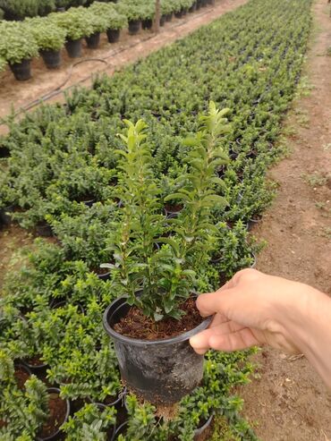 Çöl bitkiləri: Topdan və pərakəndə satış naneyi şəms biri 1 man Nardaran qəsəbəsi xan