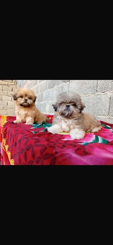 mal satisi: Shih Tzu balaları - Cins: Shih Tzu (oyuncaq ölçülü) - Rənglər — 1