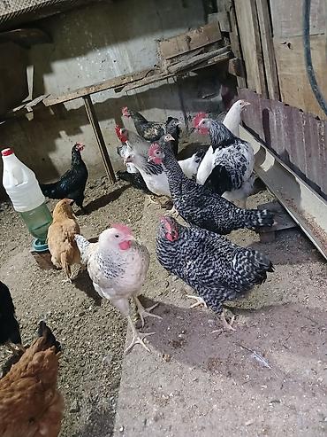 brama toyuqları: Tam sağlam damazlıq yararlı toyuqlar vp:051 439 91 43 zeng :050 678 — 1