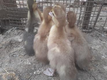 tap az qusar heyvanlar: 7 dene ordek balasi biri 4manat. 055 880. 85. 29. kend xirdalan — 3
