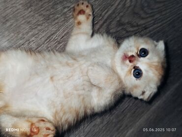 сколько стоят шотландские вислоухие кошки: Скотиш Фолд (Шотландская вислоухая), 2 месяца, Мальчик, Рыжий, Приучена к лотку