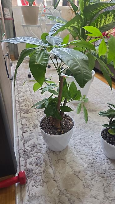 Антуриумы: Антуриум Андре (Anthurium andreanum) - Эффектный комнатный ароид с — 66