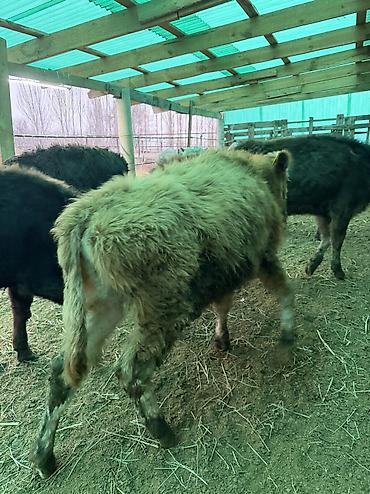 Коровы, быки: Продаю | Бык (самец) — 6