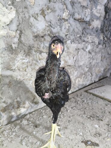 Cücələr: Toyuq cücələri, Damazlıq, Ünvandan götürmə — 14