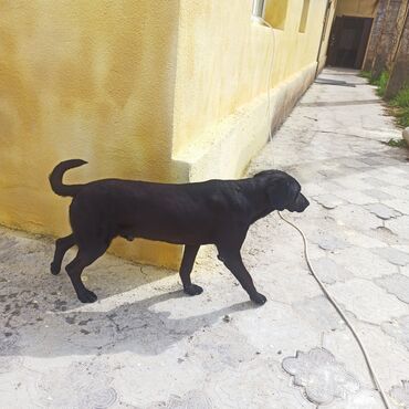 косточки для собак: Красивая черная собака