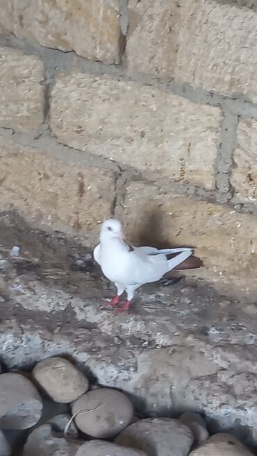 Qirmizi boyun qirmizi quyrux,quyrugunda agi var
