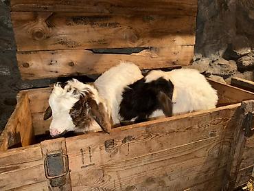 Козы, козлы: Продаю | Козлёнок | Для разведения — 11