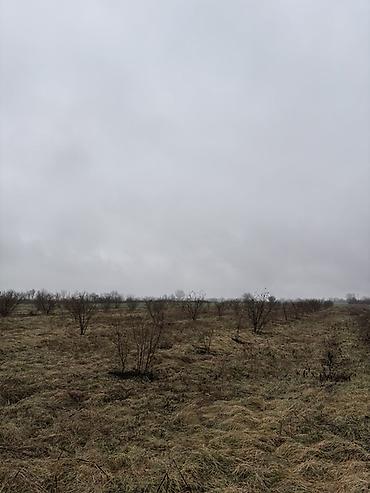 Torpaq sahələrinin satışı: Kənd təsərrüfatı, Kupça (Çıxarış) -da lalafo.az — 4 Torpaq sahələrinin satışı: Kənd təsərrüfatı, Kupça (Çıxarış) — 4