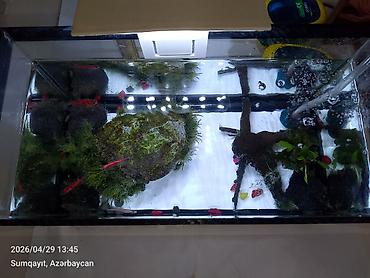 akvarium balıqları: Ternesiya balığı, Sülhsevər, Pulsuz çatdırılma — 1