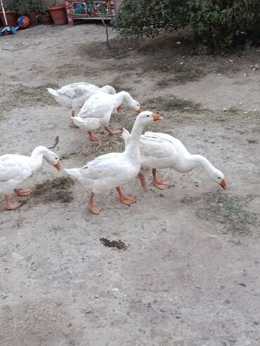 сколько стоит собака бу: Şəkildə gördüyünüz heyvanlar satılır və ya barter edilir 7 ci aylarına