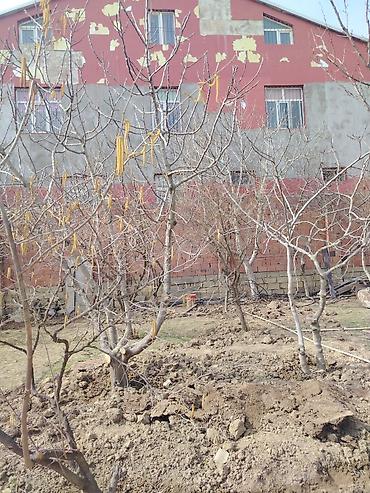 Bağ evlərinin satışı: Digah, 100 kv. m, 6 otaqlı, Hovuzsuz, Su — 4