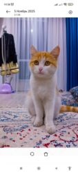дом для кош: Отдам котенка район кара жыгач
