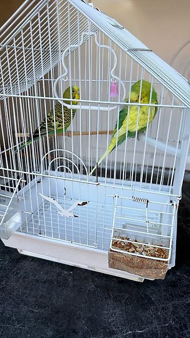 Budaqlar və qəfəs dəsti – iki dalğıç tutquşu (qamışqanad/budgerigar)
