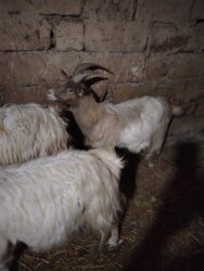 Коровы, быки: Məhsul: Qoyun-keçi təsərrüfatı üçün keçilər Təsvir: - Şəkillərdə uzun