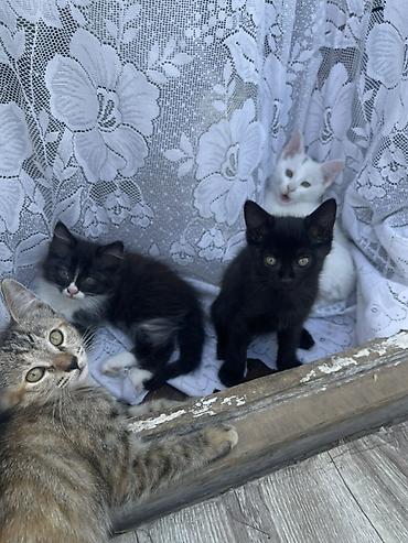 кошка шатланка: Котята, помет из 4 малышей, домашние. - Окрас: белый с нежно-розовыми — 2