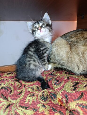 Pişiklər: Tabbi — 7