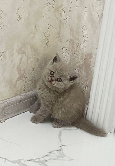 шотландская вислоухая кошка цена: Британская