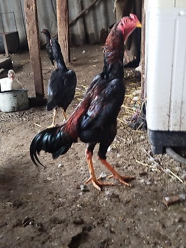 Куры, петухи: Продаю | Петух | Бойцовая | Для разведения — 9