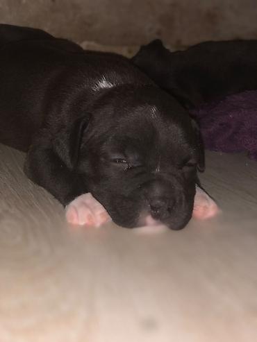 pitbullar: Pitbul — 2
