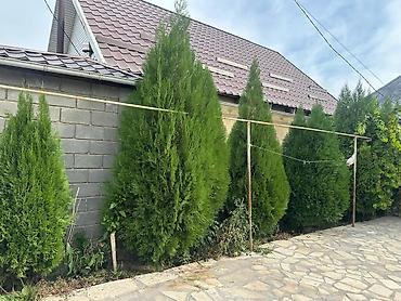 Продаются взрослые хвойные деревья 🌲 Высота: 2–3 метра. Деревья at lalafo.kg Продаются взрослые хвойные деревья 🌲 Высота: 2–3 метра. Деревья