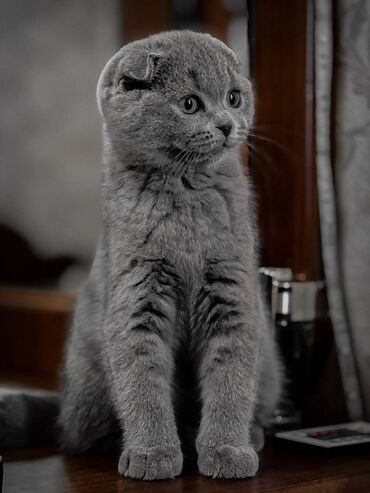 сколько стоят шотландские вислоухие кошки: Шотландская чистокровная порода! От родословной матери. Вислоухая