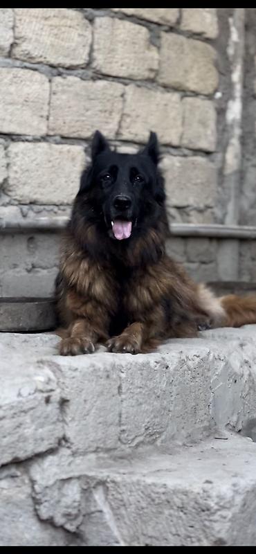 xasqi itler: Alman çoban iti, 8 il, Dişi, Sənədli — 2
