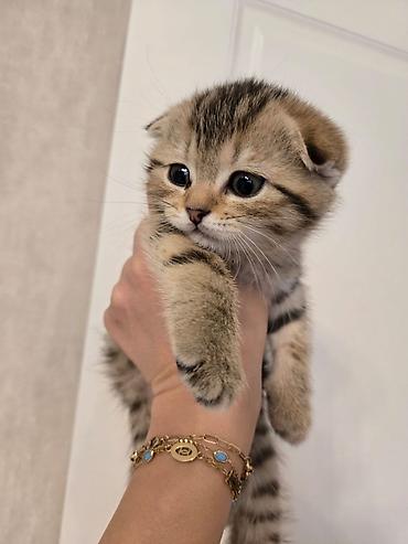 Pişiklər: Britan — 17