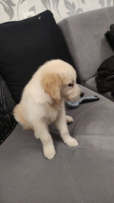 çoban itleri: Retriever, 4 ay, Dişi, Peyvəndli, Ünvandan götürmə, Pulsuz çatdırılma