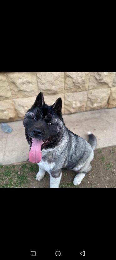 akita inu baku: Akita-inu, 2 il, Dişi, Ünvandan götürmə, Ödənişli çatdırılma