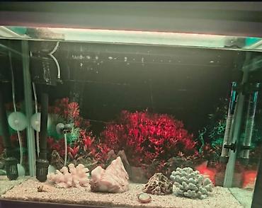 heyvan bazarı: LED işıqlı və rəqəmsal göstəricili akvarium satılır. Akvarium — 3
