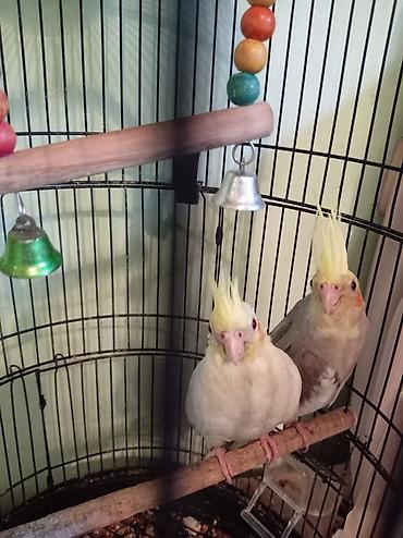 ev qusu: Növ: Nimfa tutuquşu (Cockatiel) cütü 50.manat. Təsvir: - Şən və — 2