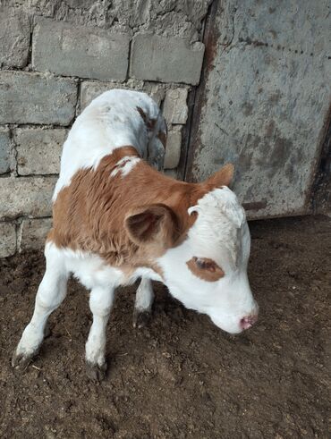 породистые коровы в бишкеке: Продаю телят чистые Момбилярды 
бычек и телочка срочно!!!