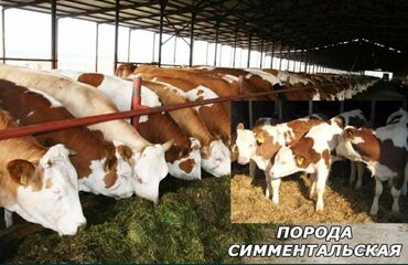 Коровы, быки: Продаю | Корова (самка), Бык (самец), Тёлка | Ангус, Герефорд, Голштин | На откорм, На забой, Для молока